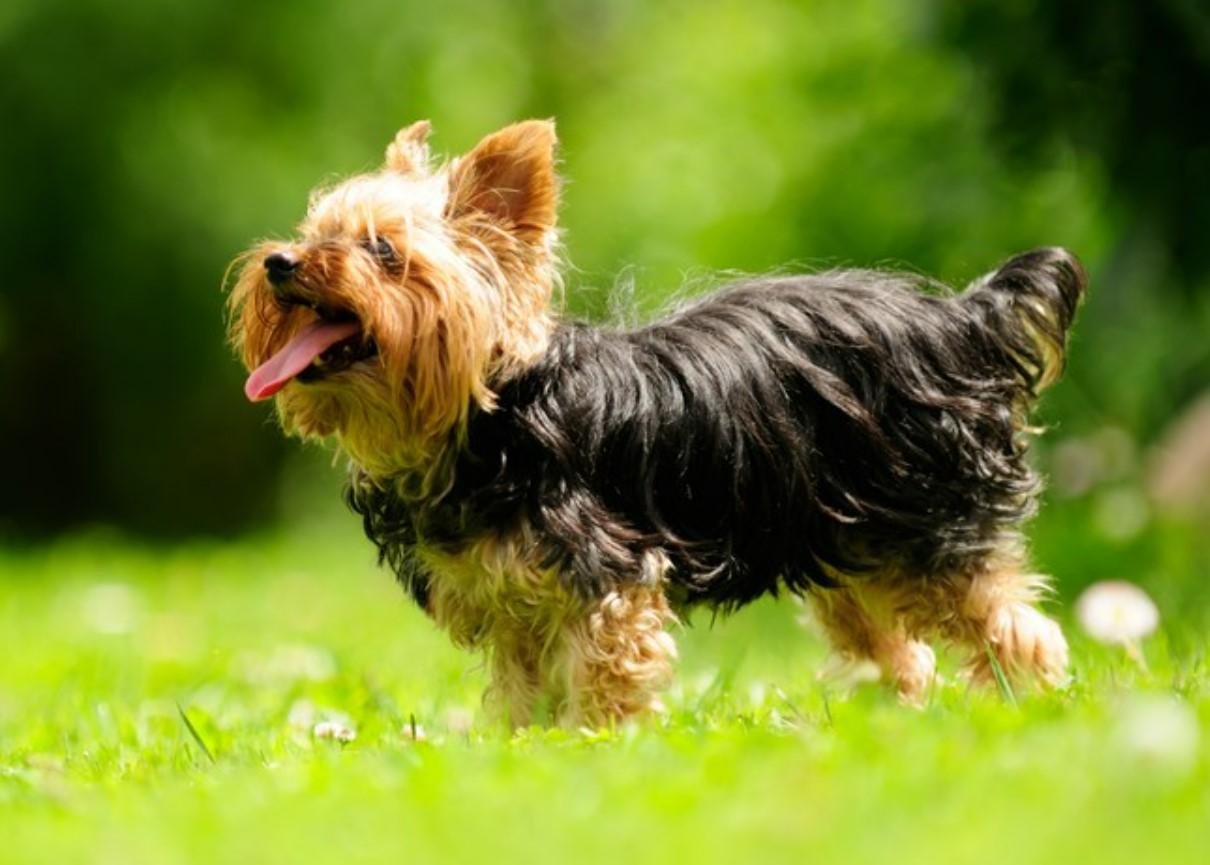 cuidados del yorkshire terrier