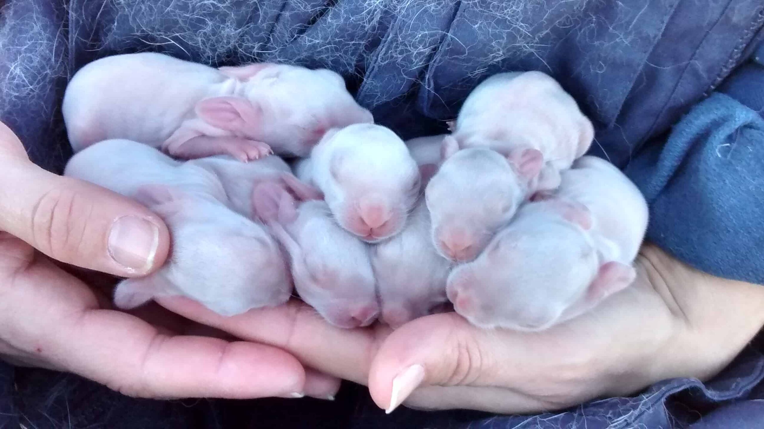 cuidados para las conejas recien nacidos