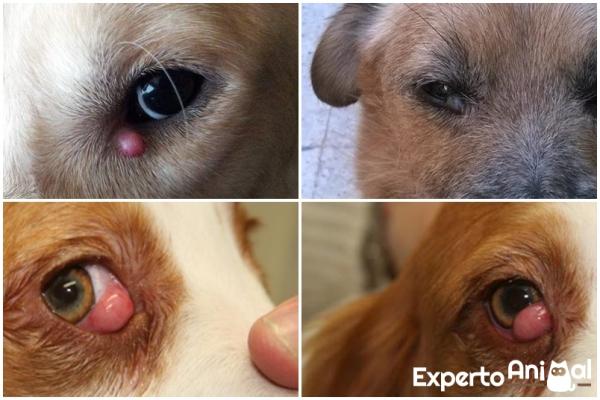 curando el orzuelo en el ojo del perro con antibioticos