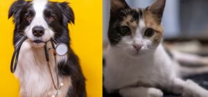 deficiencia de tiamina en perros y gatos un riesgo grave