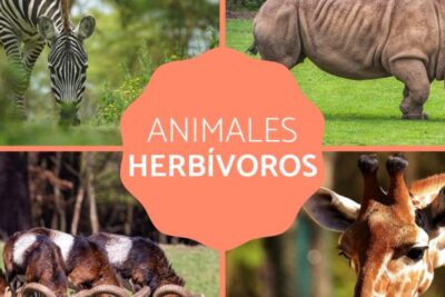 definicion tipos y ejemplos con fotos de la alimentacion en los animales herbivoros