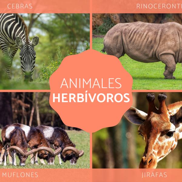 definicion tipos y ejemplos con fotos de la alimentacion en los animales herbivoros