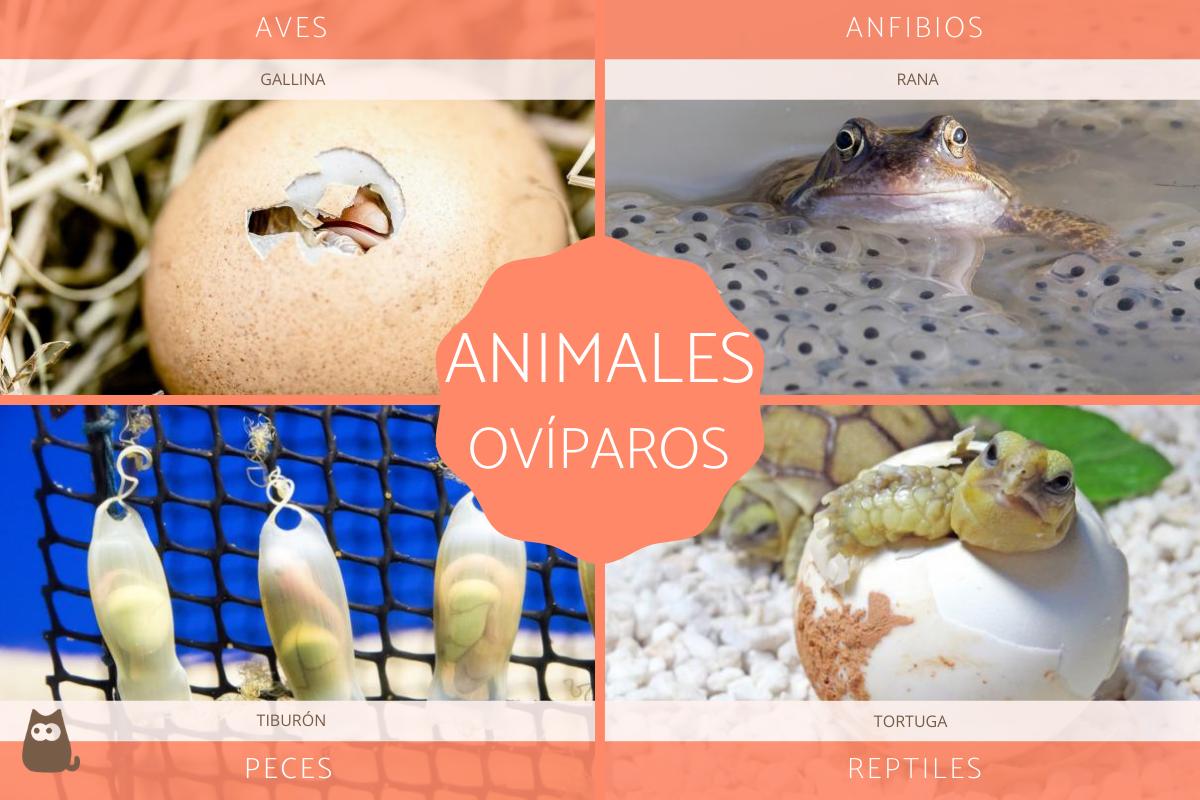 definicion y ejemplos de los animales oviparos