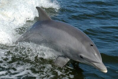 delfin nariz de botella 1023