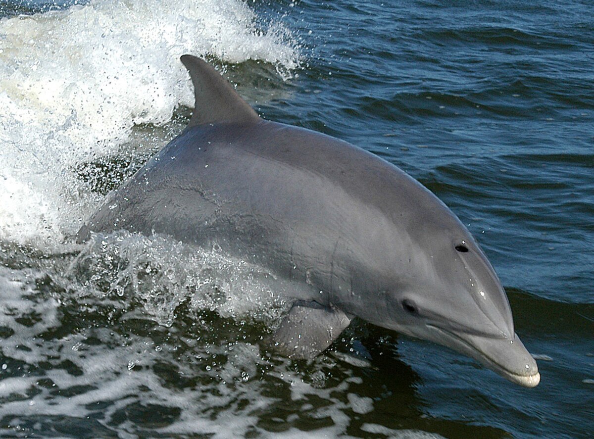 delfin nariz de botella 1023