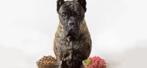 deteccion de salmonella en alimentos crudos para mascotas