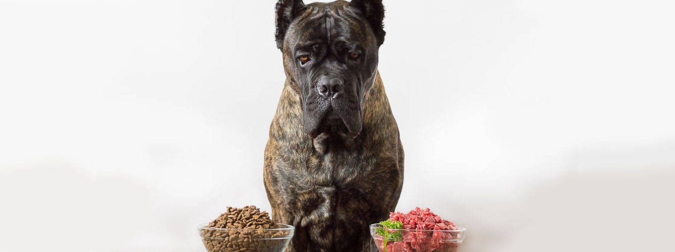 deteccion de salmonella en alimentos crudos para mascotas