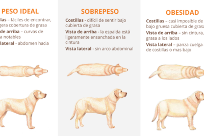 deteccion temprana del sobrepeso en perros