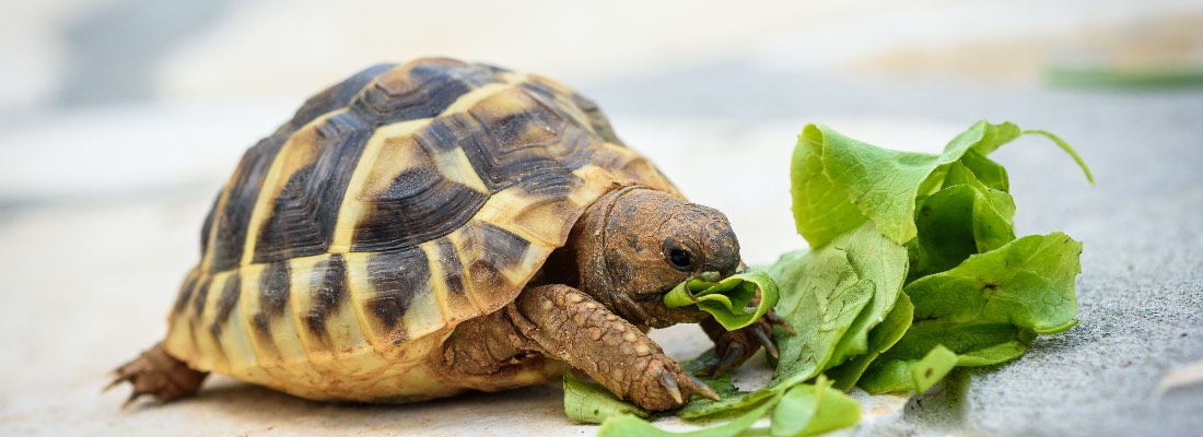 Dieta de las tortugas de tierra 1 dieta de las tortugas de tierra