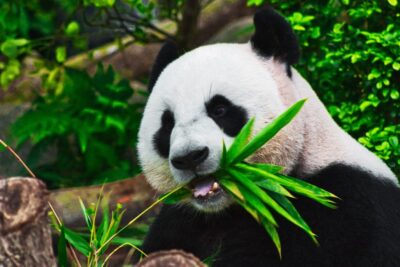 dieta del oso panda