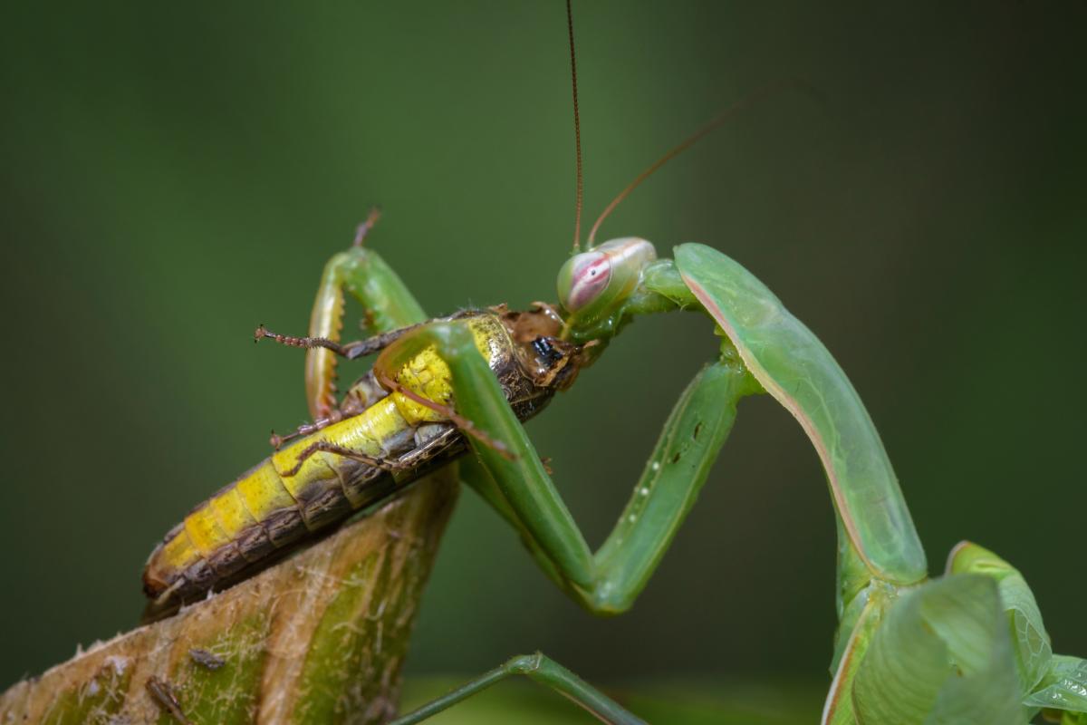 Dieta y comportamiento de las mantis religiosas 1 dieta y comportamiento de las mantis religiosas