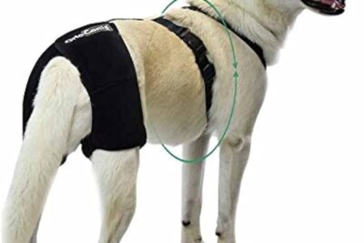 displasia de cadera en perros 733