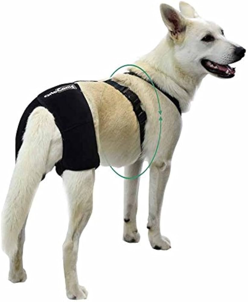 displasia de cadera en perros 733