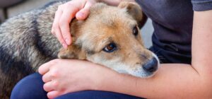 dosis usos efectos secundarios y contraindicaciones de la gabapentina en perros