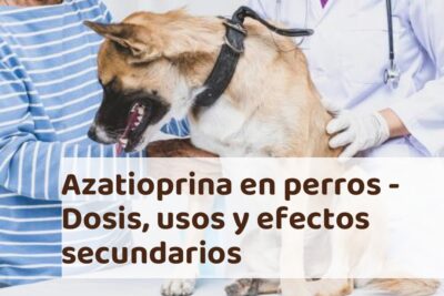 dosis usos y efectos secundarios de la azatioprina en perros