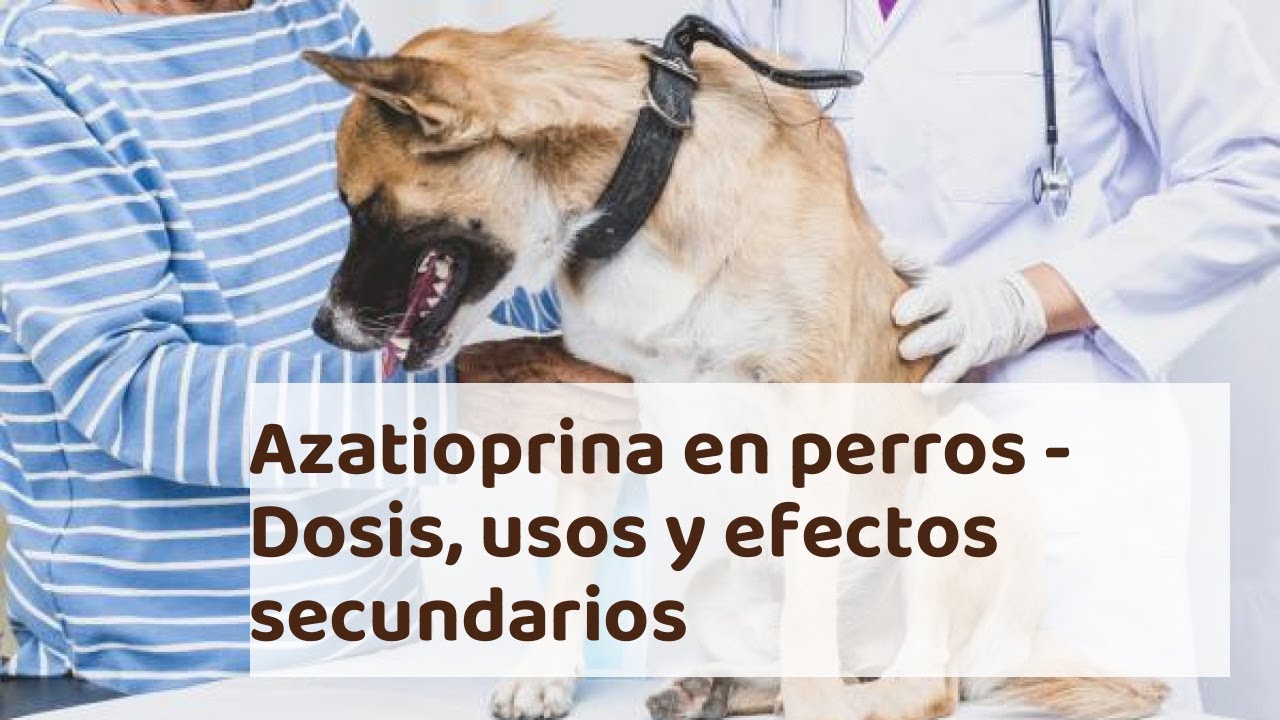 dosis usos y efectos secundarios de la azatioprina en perros