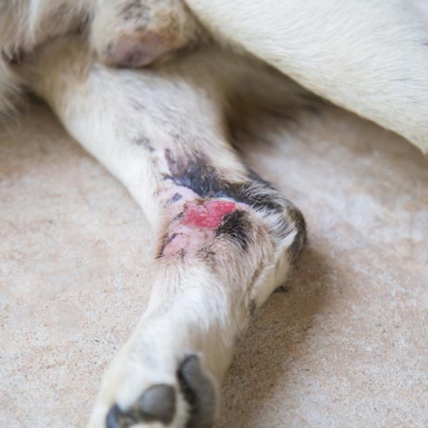 dosis usos y efectos secundarios de la clindamicina en perros