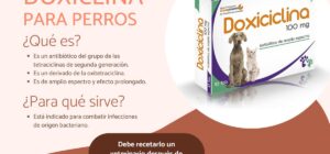 doxiciclina en perros usos y efectos secundarios