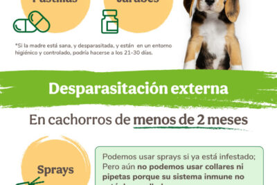 duracion de la diarrea despues de desparasitar a un perro