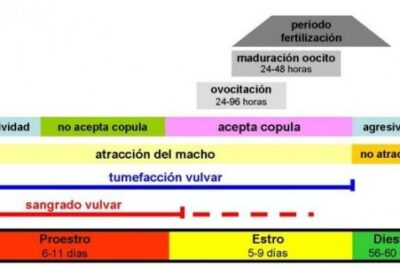 duracion del celo de una perra