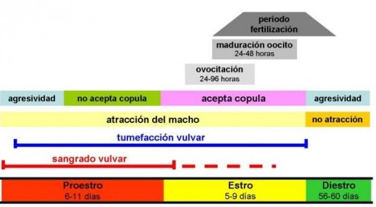 duracion del celo de una perra