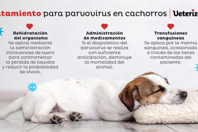 duracion del parvovirus en perros