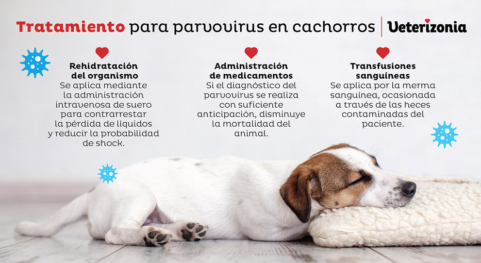 duracion del parvovirus en perros