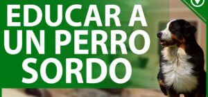 educar a un perro sordo el lenguaje corporal como guia