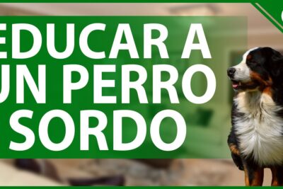 educar a un perro sordo el lenguaje corporal como guia