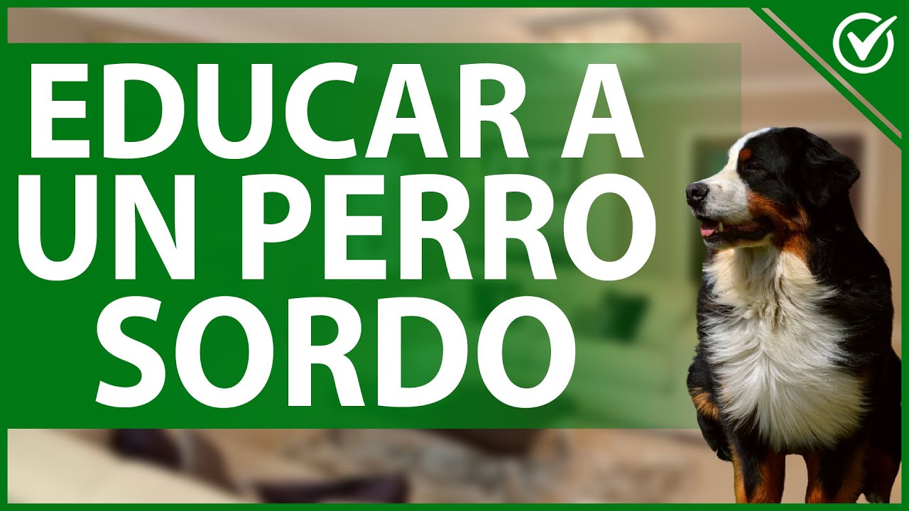 educar a un perro sordo el lenguaje corporal como guia