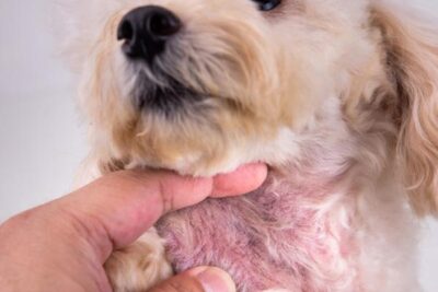 efectos secundarios despues de desparasitar a un perro