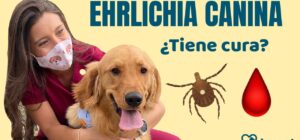 ehrlichiosis canina sintomas y tratamiento
