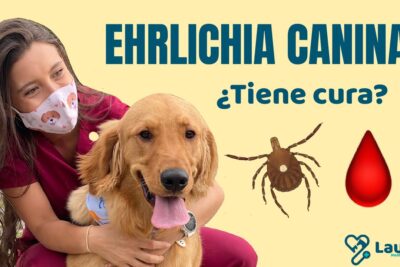 ehrlichiosis canina sintomas y tratamiento