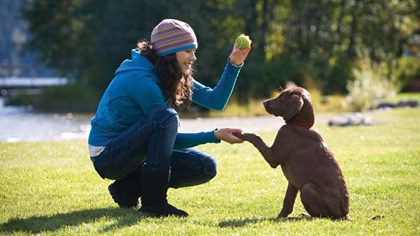 el adiestramiento del perro