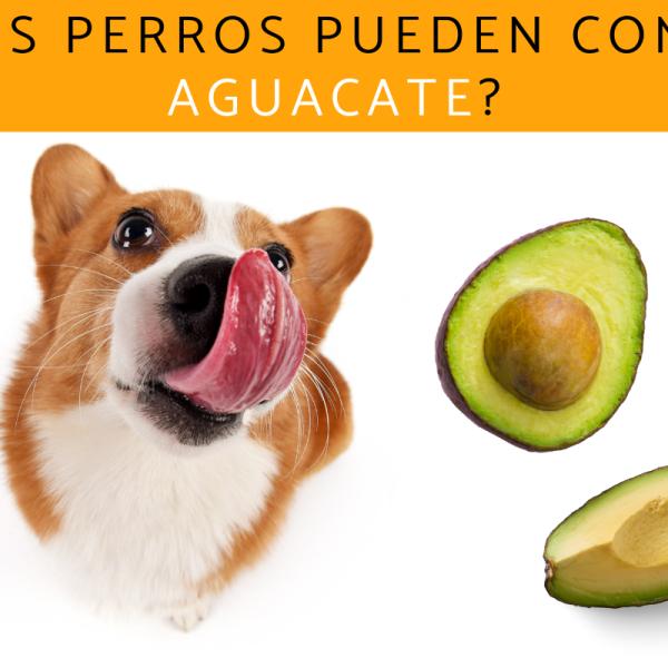el aguacate una amenaza para los perros