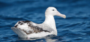 el albatros viajero