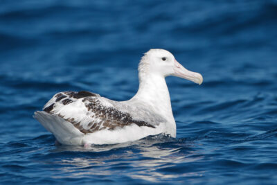 el albatros viajero