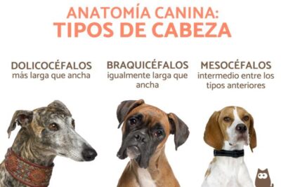 el anatomia del perro diferentes tipos de cabeza