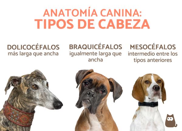 el anatomia del perro diferentes tipos de cabeza