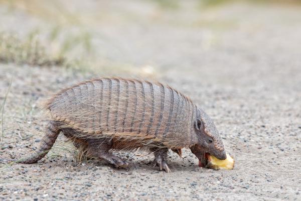 El armadillo: una dieta variada 1 el armadillo una dieta variada