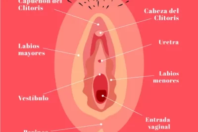 el bulbo en el vestibulo vaginal