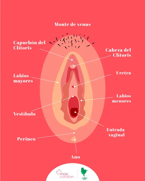 el bulbo en el vestibulo vaginal