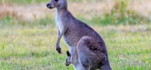 el canguro no esta en peligro de extincion en la region australiana
