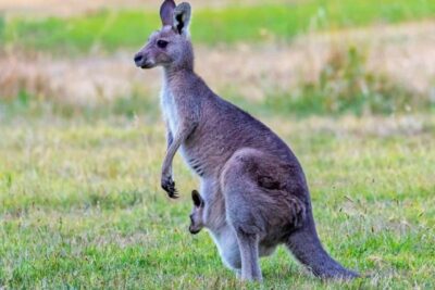 el canguro no esta en peligro de extincion en la region australiana