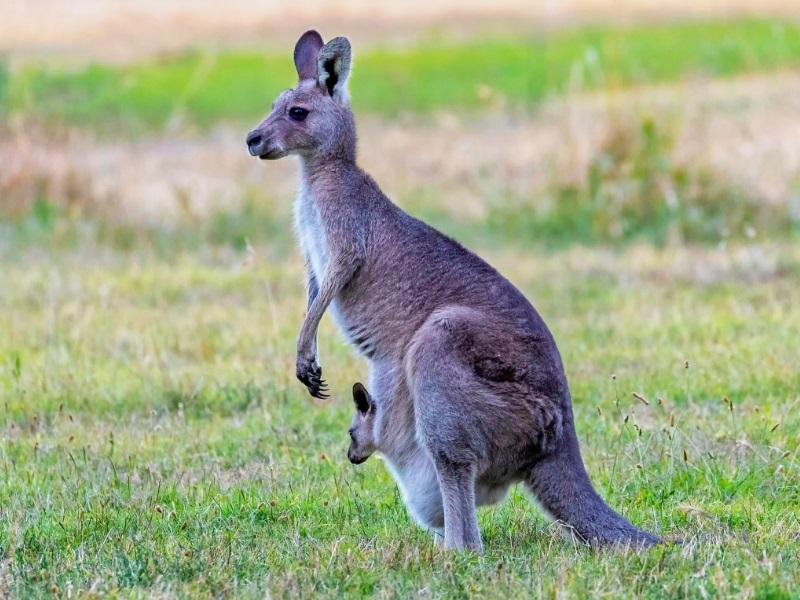 el canguro no esta en peligro de extincion en la region australiana
