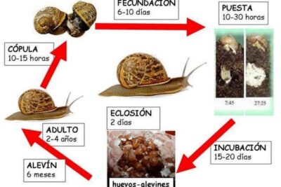 el ciclo de reproduccion de los caracoles