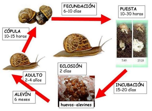 el ciclo de reproduccion de los caracoles