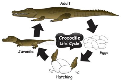 el ciclo de reproduccion en los cocodrilos