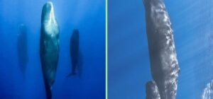 el ciclo de sueno en las ballenas