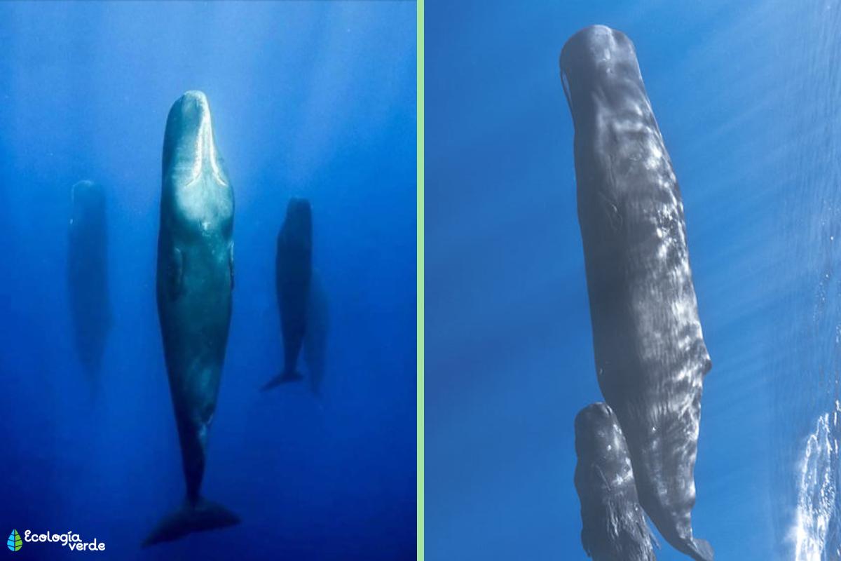 el ciclo de sueno en las ballenas